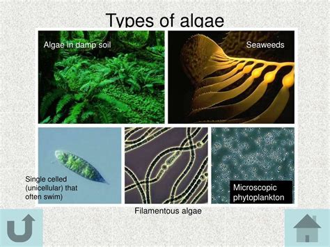 Ppt Classification Of Organisms Powerpoint Presentation Free