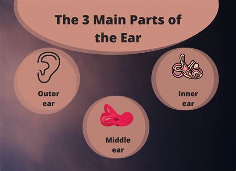 Ear Anatomy Understanding The Outer Middle And Inner Parts Of The Ear