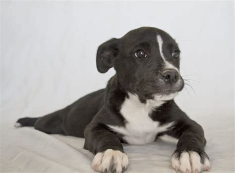 One set of shots does not provide adequate protection if your puppy is less. Kenny the 8 week old Pitbull Lab mix | Kenny was a ...