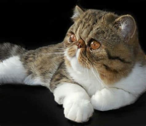 This beautiful car originally came with. Exotic Shorthair Cat Breeders Websites - KittySites.Com