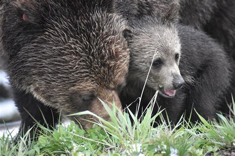 Mother Grizzly Bear And Her Cubs Feeding Roadside Near Norris Etsy