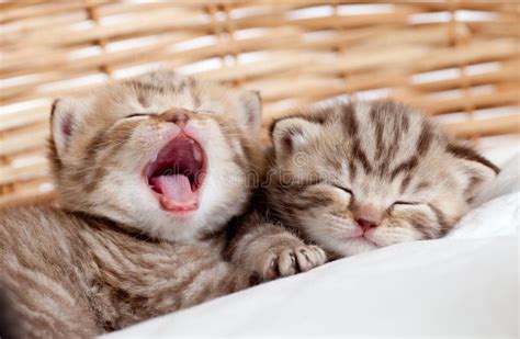 Two Funny Sleeping And Yawning Kittens Stock Photo Image Of Close