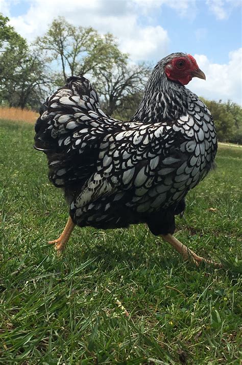 Silver Laced Wyandotte Bantams Backyard Chickens Learn How To Raise