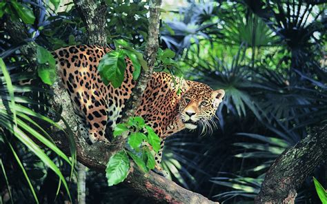 Wallpaper Animals Wildlife Big Cats Zoo Jungle