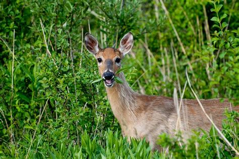 Thus, all deer are herbivores. What Do Deer Eat Around Here The Bright Side Of The Road