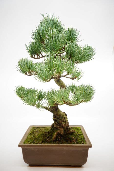 Bonsai Pinheiro Pinus Cm Jap O Catawiki