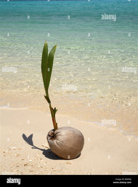 Coconut Sprouting On The Beach Stock Photo Alamy