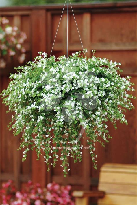 Diascia is another hanging basket plant that you can grow. The 25+ best Hanging baskets ideas on Pinterest | Hanging ...