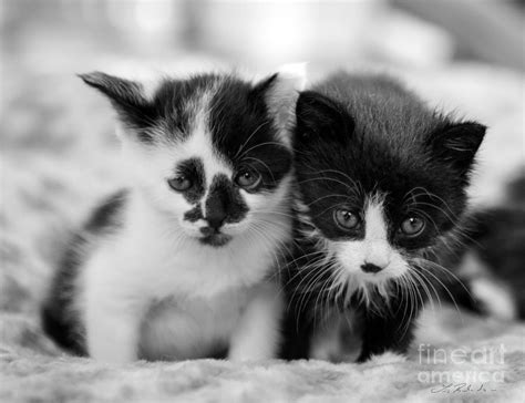 Spotted Black And White Kitten Photograph By Iris Richardson Pixels