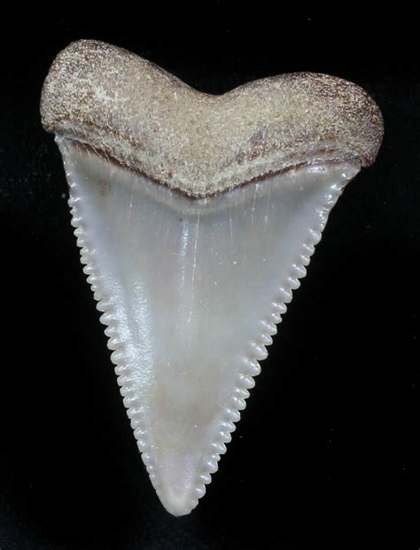 Beautiful 124 Fossil Great White Shark Tooth Florida For Sale