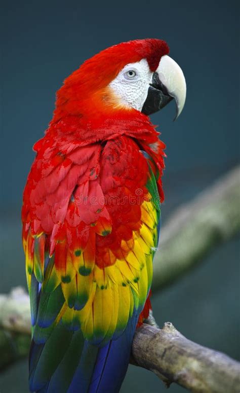 True Parrots Stock Image Image Of Animals Beaks Fauna 14335077