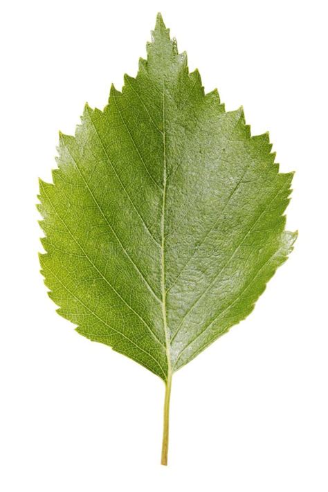 Birch Leaf Stock Photo Image Of Close Plant Silver 6594584