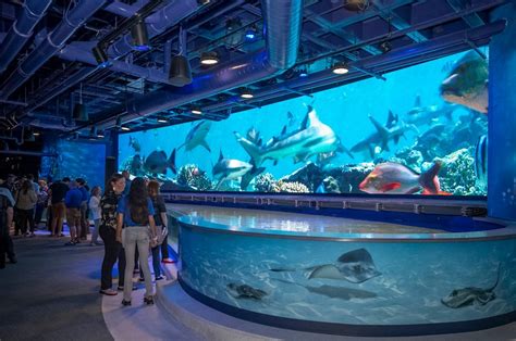 Shark Discovery Opens At Audubon Aquarium Of The Americas
