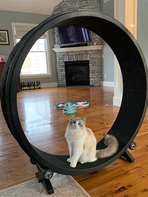 The Best Cat Exercise Wheels 7 Great Options Floppycats