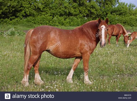 haflinger horse high resolution stock photography  images alamy