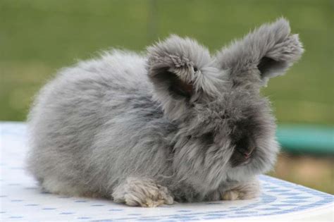 Ces coloriages de lapins de pâques sont à imprimer pour préparer pâques avec les enfants ou pour les occuper pendant les vacances de pâques. Królik angora miniaturka - zwierzaki