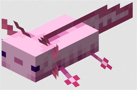 Purple Axolotl Minecraft How To Summon 2021 Easy Guide Gameplayerr