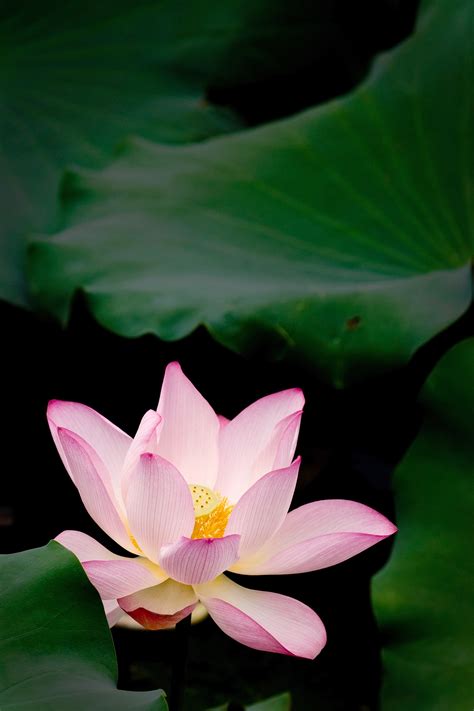 Free Images Blossom Leaf Petal Botany Sacred Lotus Aquatic Plant