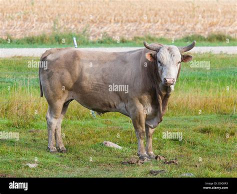 Large Mean Angry Bull In A Pasture Stock Photo Alamy