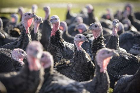 Guide To Choosing And Raising Turkeys