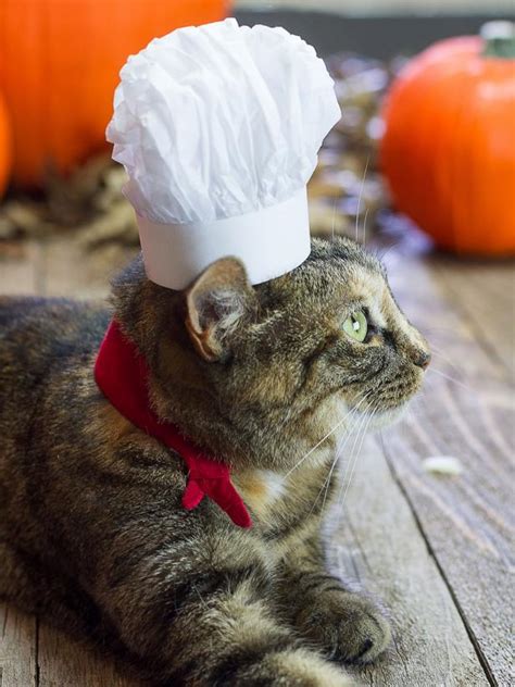 Adorable Pet Halloween Costumes American Greetings Blog