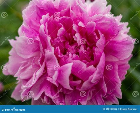 Bud Of A Blossoming Pink Peony Blooming Beautiful Pink Flower Exudes A