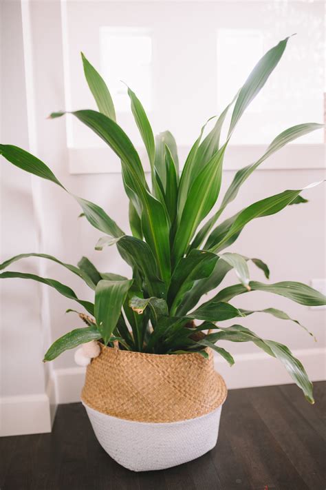 7 Common Houseplants Air Purifying Indoor Plants