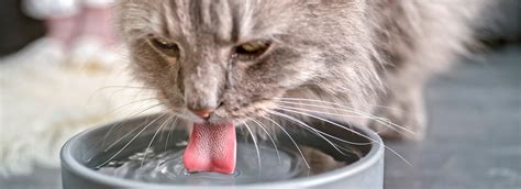 Make sure to drink a glass of milk or water, as cat little can make one quite. How much water should a cat drink? | Black Hawk
