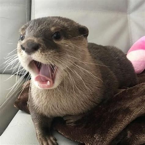Please Follow Iloveotters Mid Yawn Otter Otters Cute Babyotter