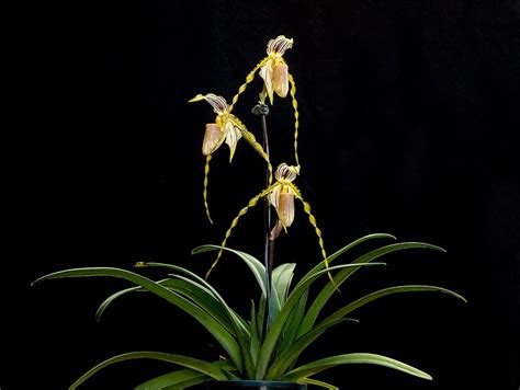 Paph Praestans Slippertalk Orchid Forum The Best Slipper Orchid