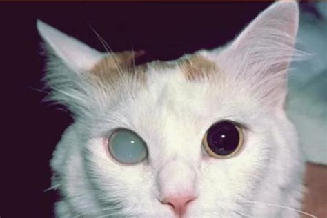 Enfermedades De Los Ojos En Gatos Síntomas Tratamientos Y Fotos