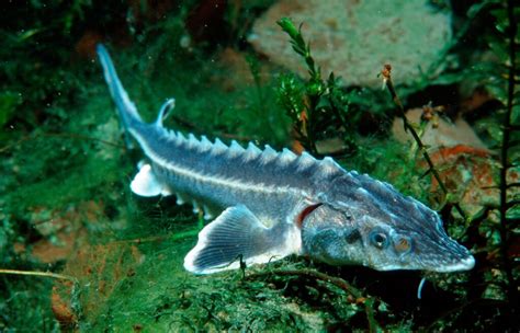10 Rarest Fish Species In The World Himalayan Outback
