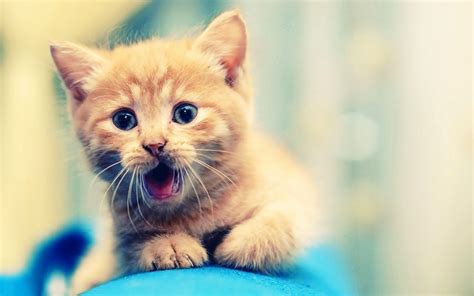 Stay inspired and bring some inspiration to your desktop by creating a one of a kind wallpaper with canva's collection of cute desktop wallpaper templates. Cute Kitten Pictures Wallpapers (71+ background pictures)