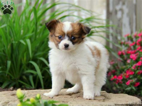 Papillon Puppies For Sale Greenfield Puppies