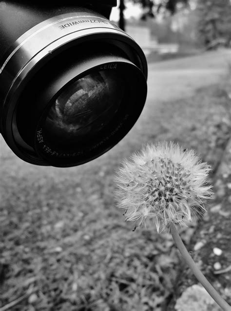 Безплатна снимка природа Черно и бяло глухарче колело цвете