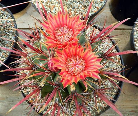 Ferocactus Gracilis Fire Barrel Cactus Amazing Red Spines Etsy In