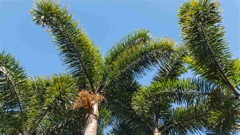 How To Plant And Grow Foxtail Palm Complete Guide