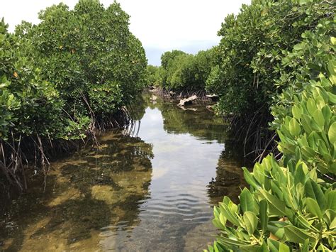 Mangroves