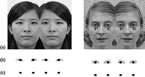 The Composite Asian And Caucasian Faces The Distances Between Any