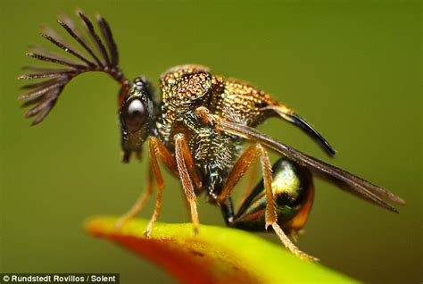 The X Fliesup Close The Garden Bugs Who Look Like Aliens Daily Mail