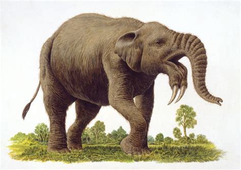 Prehistoric Elephants Everyone Should Know