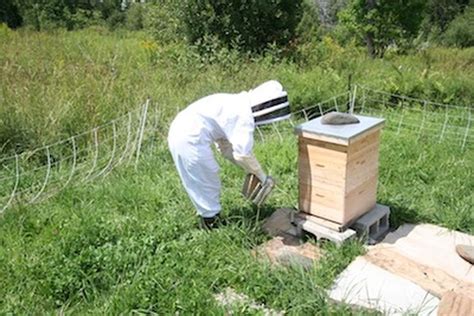 Inspect Your Honey Bee Hive A Step By Step Guide Very Good Detail For