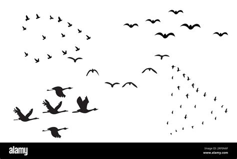 Birds Vector Collection Stock Vector Image And Art Alamy