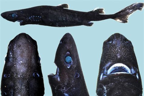 The Perfectly Named Ninja Lanternshark Is A New Glow In The Dark Shark