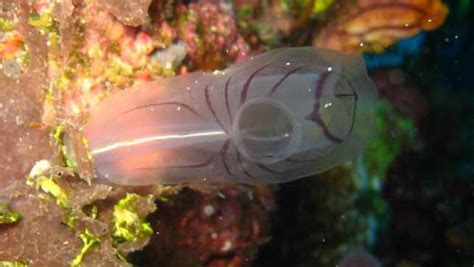 Sea Squirts Are Unexpectedly Cute Undersea Creatures