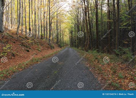 The Forest Road In Czech Republic Stock Photo Image Of North