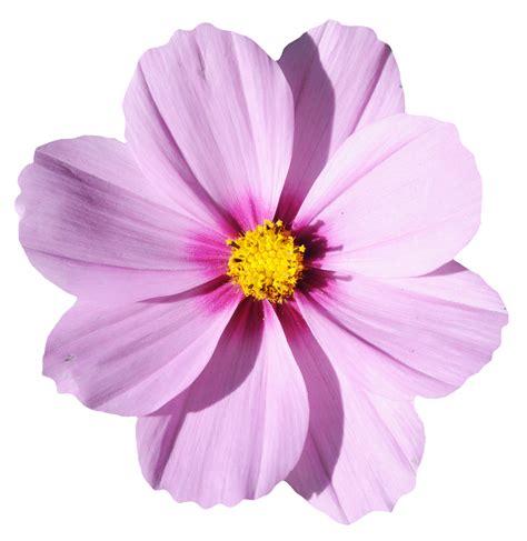 Flower Transparent Png Flower Transparent Png Transparent Free For