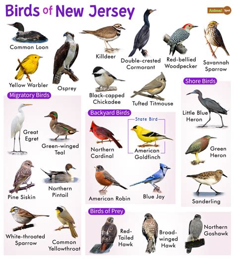 List Of Common Birds Found In New Jersey Facts With Pictures