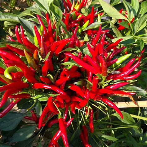 F1 Red Cluster Pepper Chilli Seeds Vegetable Seeds For Growing Sky King