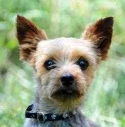 I narrowed it down to 4 of what i think are great i think this recipe from wellness simple is a very good choice for yorkies with sensitive tummies or food allergies. Adopt Memphis on Petfinder | Dogs, Yorkie, Yorkshire ...